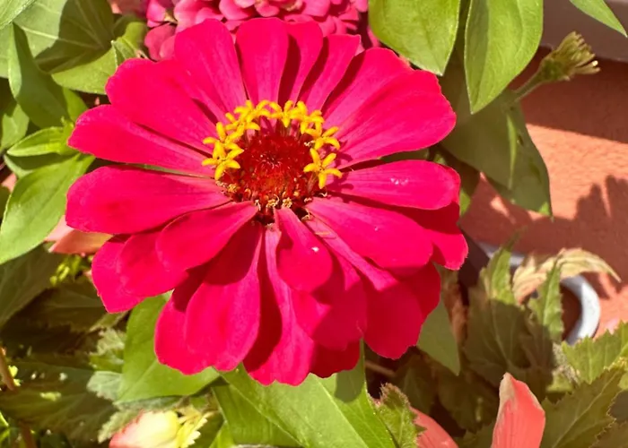 Grojec בית הארחה